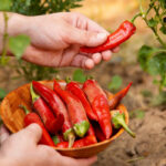 Dry red chili exporter