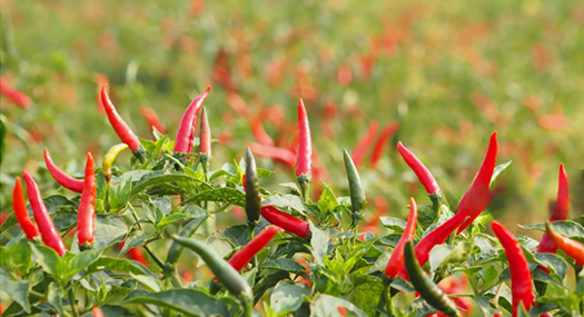Dry Chili wholesaler