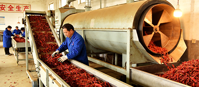 Dry red chili supplier